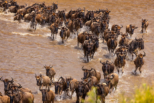 Serengeti 2 Days Safari
